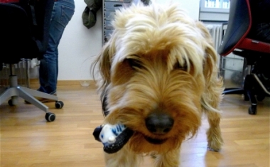 Manche Standorte werden auch von einem Hund bewacht - Namics AG
