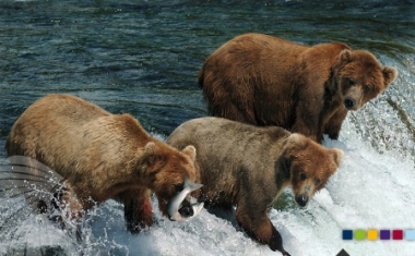 spiritINSPIRATION | Geschickt und ausdauernd wie ein Braunb&auml;r - SPIRIT-TESTING GmbH | SPIRIT-ONSIDE GmbH