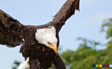 spiritINSPIRATION | Fokussiert und stolz wie ein Adler - SPIRIT-TESTING GmbH | SPIRIT-ONSIDE GmbH