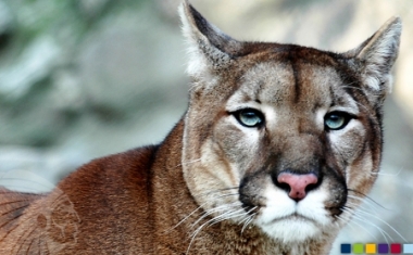 spiritINSPIRATION | Schnell und gewandt wie ein Puma - SPIRIT-TESTING GmbH | SPIRIT-ONSIDE GmbH