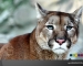 spiritINSPIRATION | Schnell und gewandt wie ein Puma - SPIRIT-TESTING GmbH | SPIRIT-ONSIDE GmbH