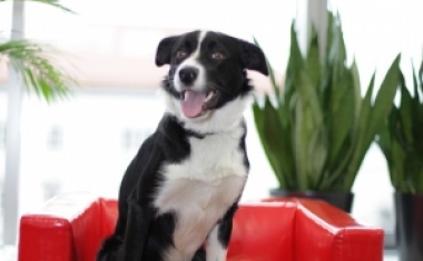 Hunde sind bei uns Herzlich Willkommen. - ePunkt Internet Recruiting GmbH